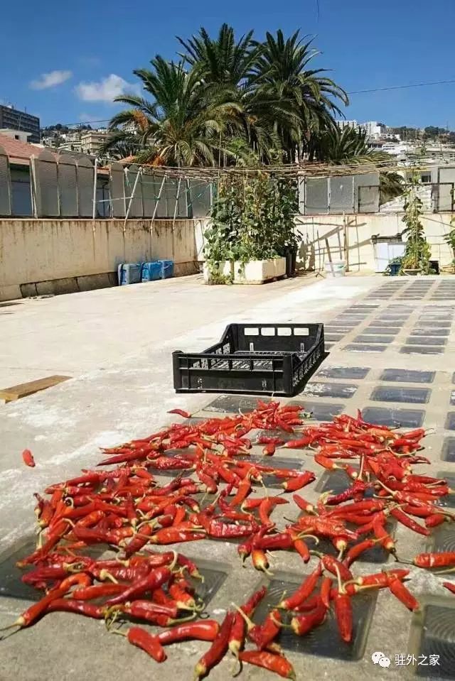 驻外人的“花花世界”——且看菜园变花园