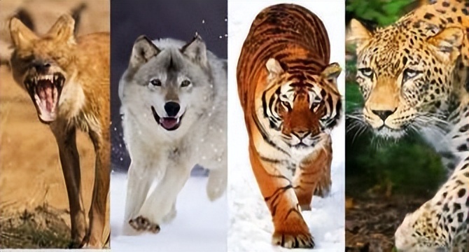 祁连山发现猛兽,祁连山发现的雪豹