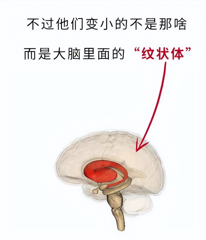 长期听小说睡觉对大脑有伤害吗,电影对大脑的损害
