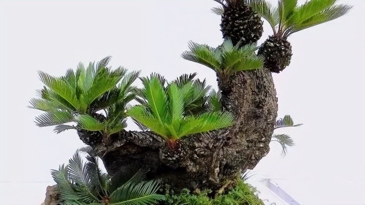 家中养8种盆栽树,客厅养什么盆栽树最好