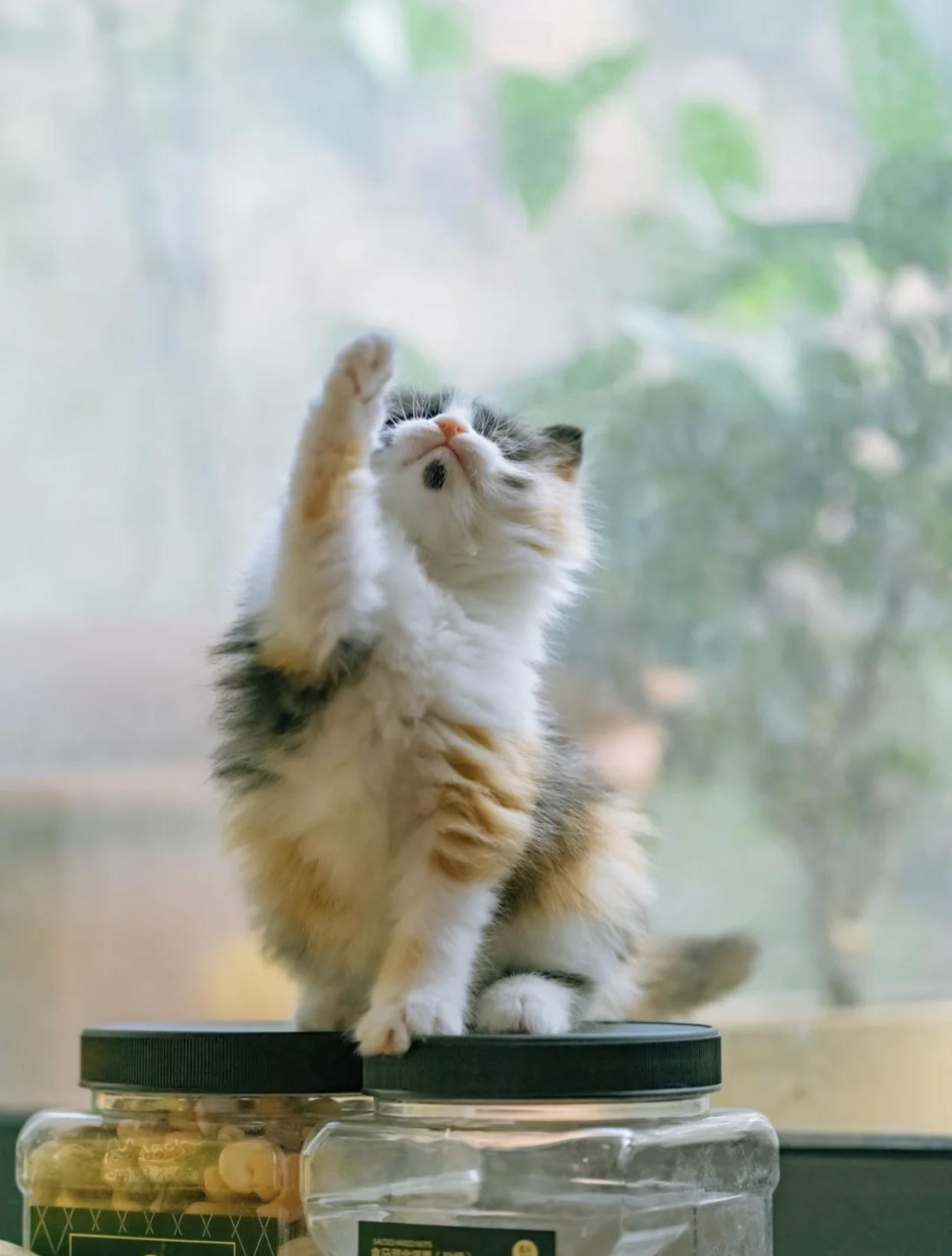 治愈系壁纸｜132张可爱小猫咪的样子