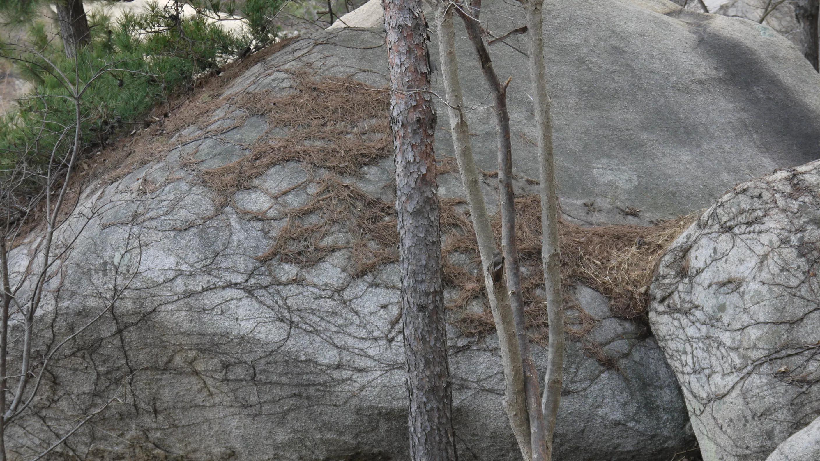 闈掑矝宕傚北浠板彛绱㈤亾,闈掑矝宕傚北浠板彛璧舵捣