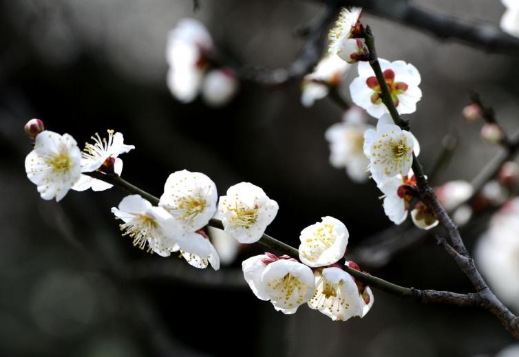 上海周边赏梅花的最佳地方,上海周边赏腊梅景点
