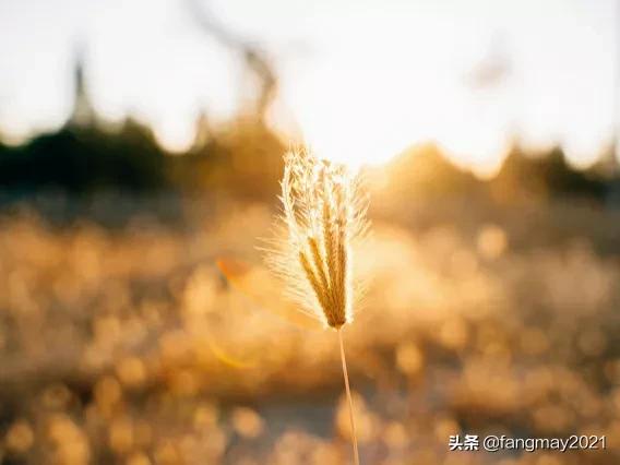 用狗尾巴草编小兔子,用狗尾巴草编小羊