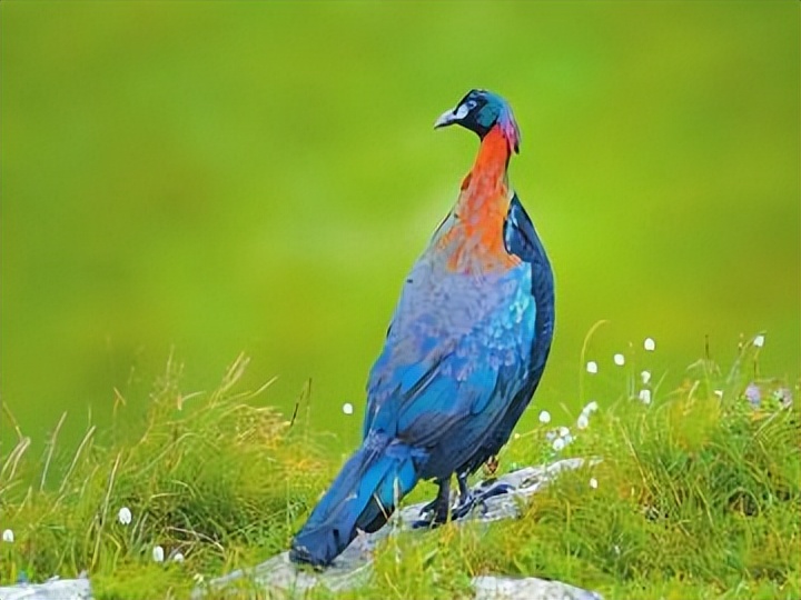 西昌市市鸟,西昌市鸟是哪种