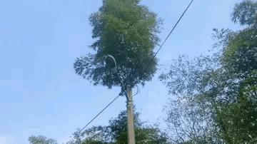 丽水1竹子钻电线杆，贯穿9m，流言终结者测试过，能穿透假人身体