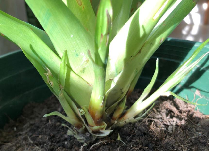 客厅养什么花最好最招财,客厅养什么花好看旺财