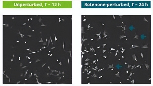 昆明纳瑞丨「Nanolive」在群体水平上描述单个细胞的特征