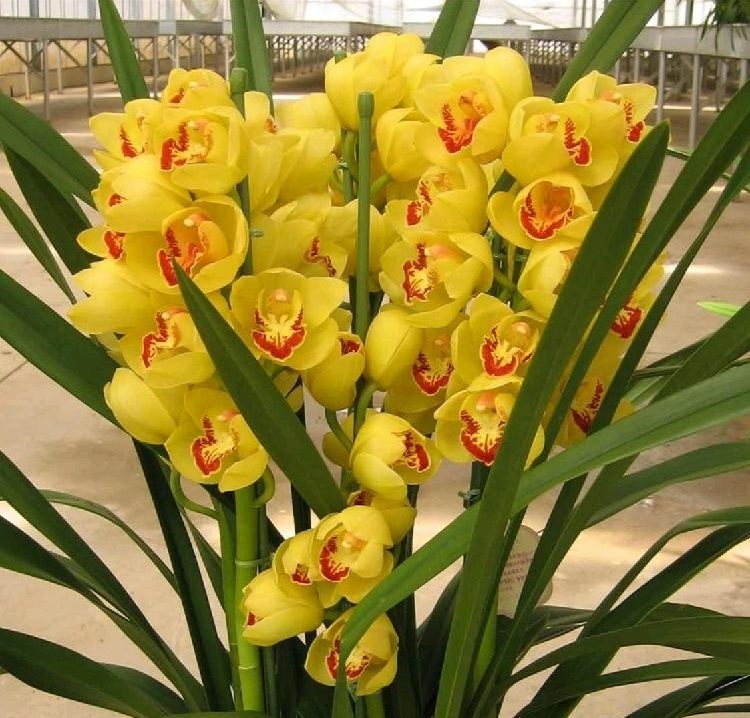 快过年了，家里可以养盆“黄金岁月”，美丽又喜庆，花香熏满屋