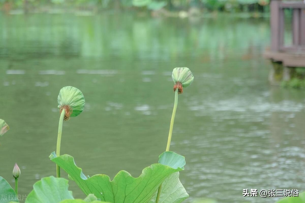 夏至刮大风是什么预兆,夏至有雨是什么预兆
