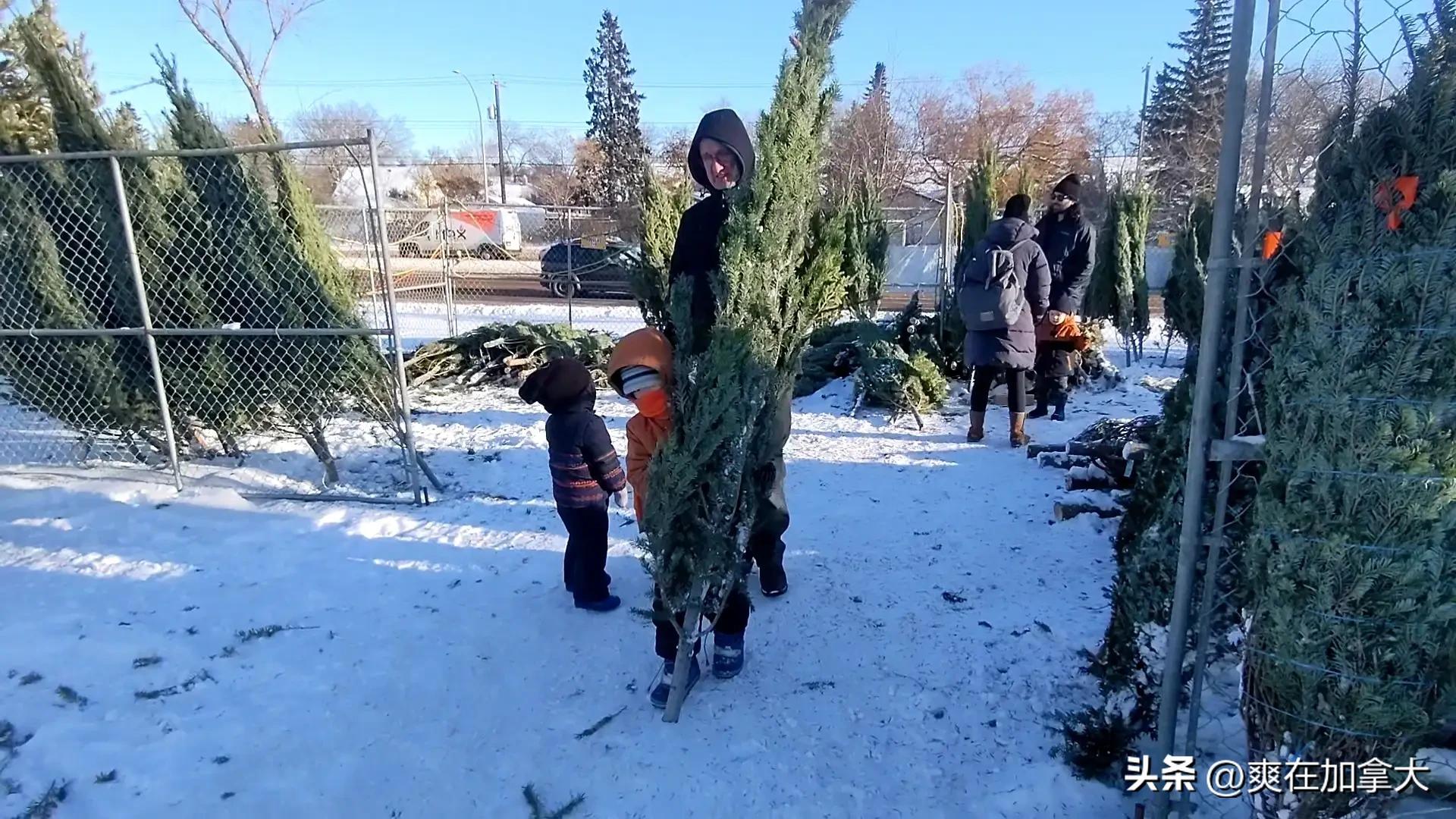 加拿大圣诞树多少钱一棵,国外如何用真树做圣诞树