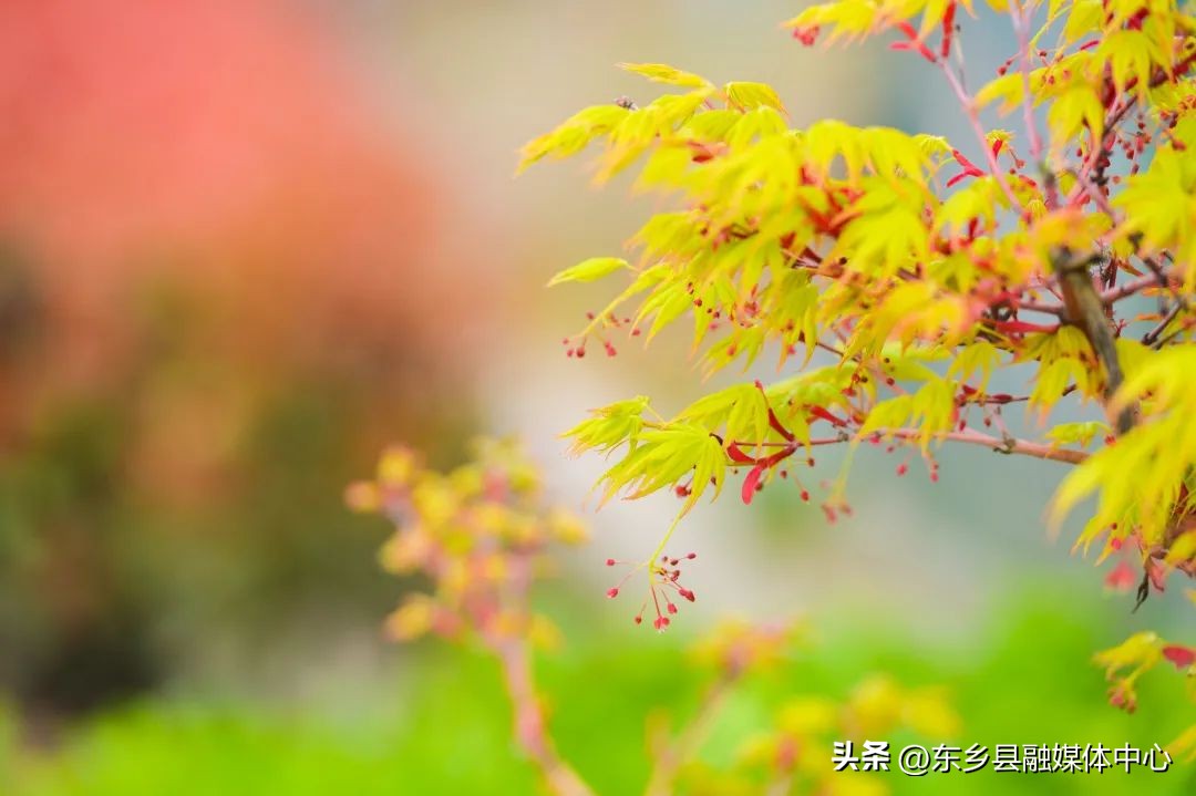 关于春天的诗词和优美句子,最美有关春天的诗词