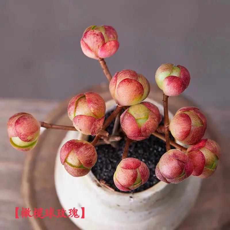 永不凋谢的玫瑰原唱,永不凋谢的玫瑰成品