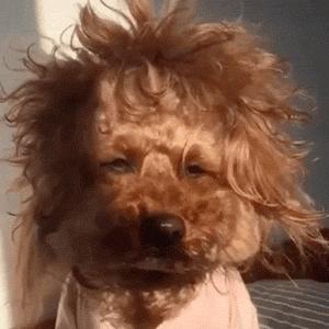 吉娃娃怎么才能适应新家,怎么与吉娃娃快速亲近