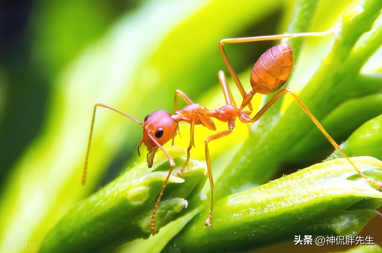 广东飞蚁有多可怕,广东人遇见飞蚁有多可怕