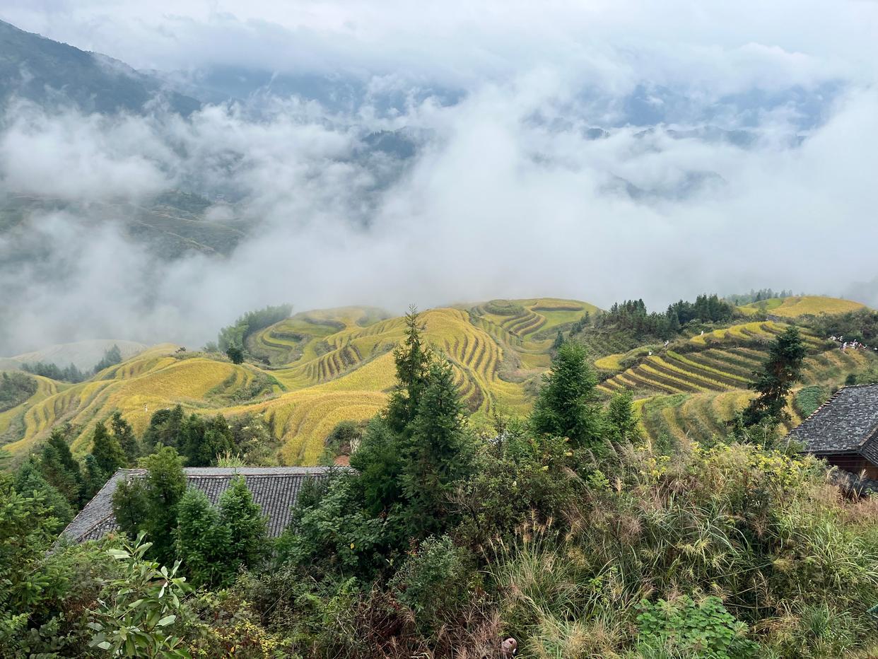 龙脊梯田云雾缭绕恍如仙境,云雾中的龙脊梯田