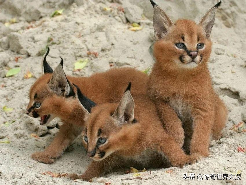 世界上最奇特的钞票有哪些,世界上最奇怪的钞票