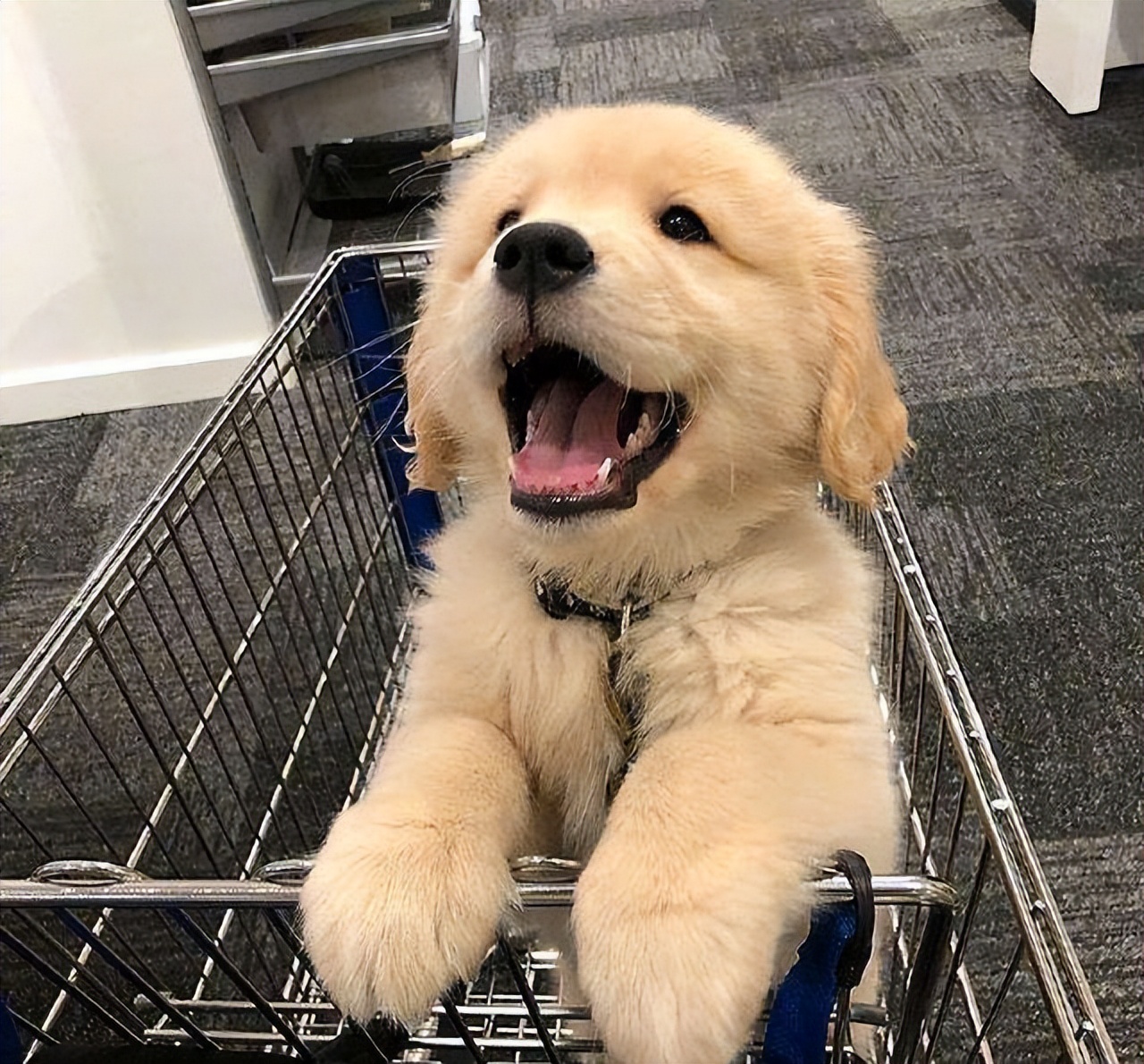 养狗新手推荐什么狗便宜,买什么狗最好养又便宜