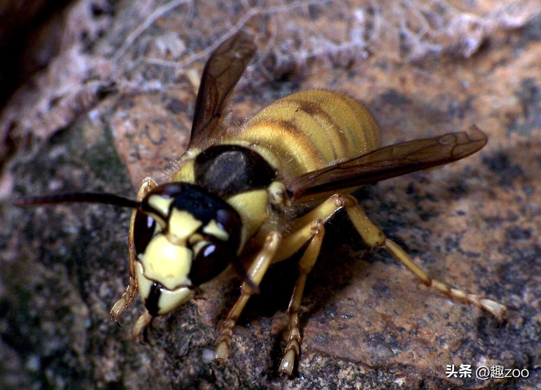 世界上最危险的蜂类,世界上最毒的蜂排名