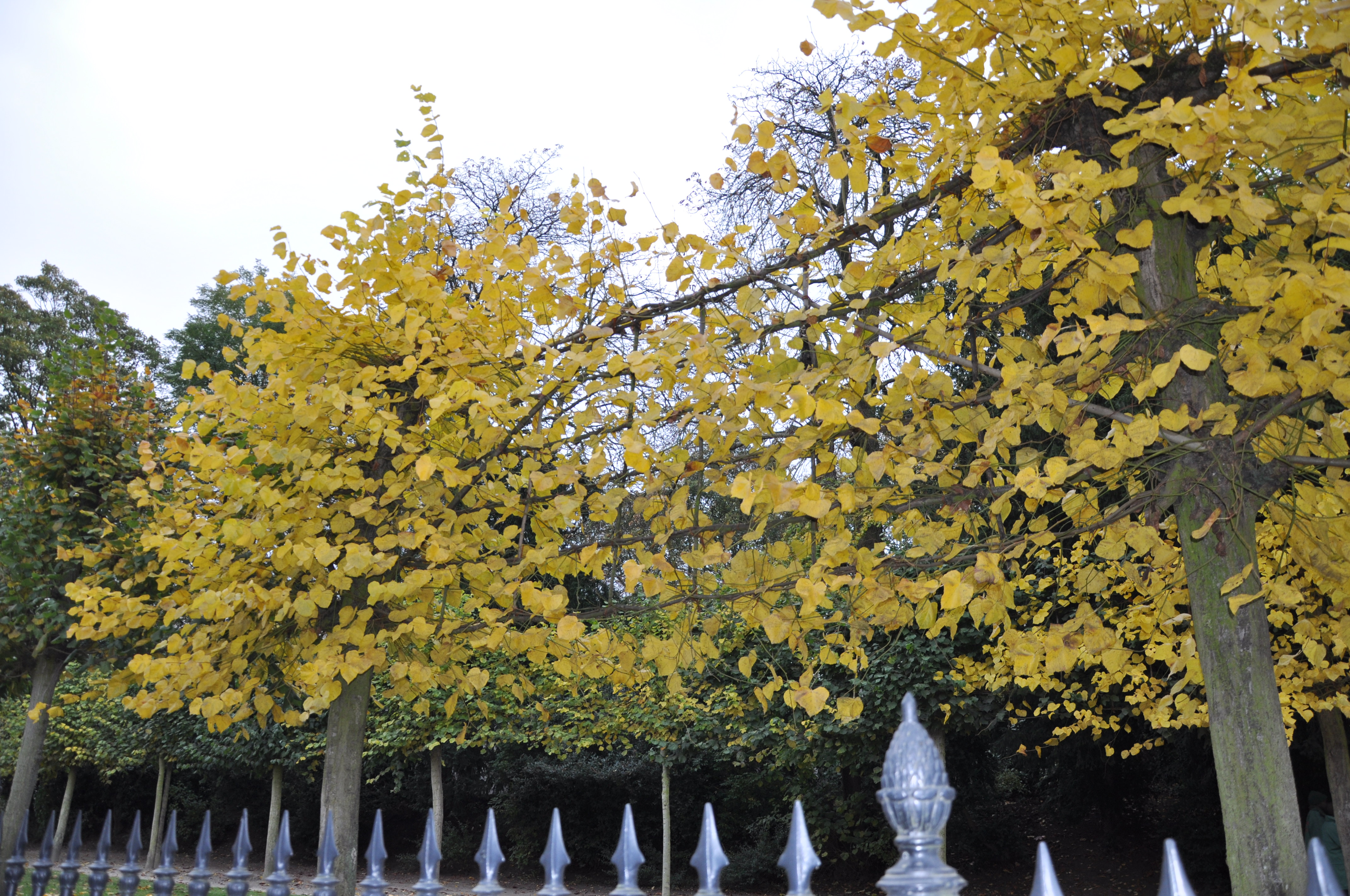 小尿童于连的身高,比利时印象巧克力