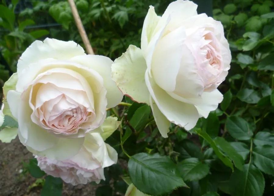 新品宝石腮红,奶白腮红渐变加钻