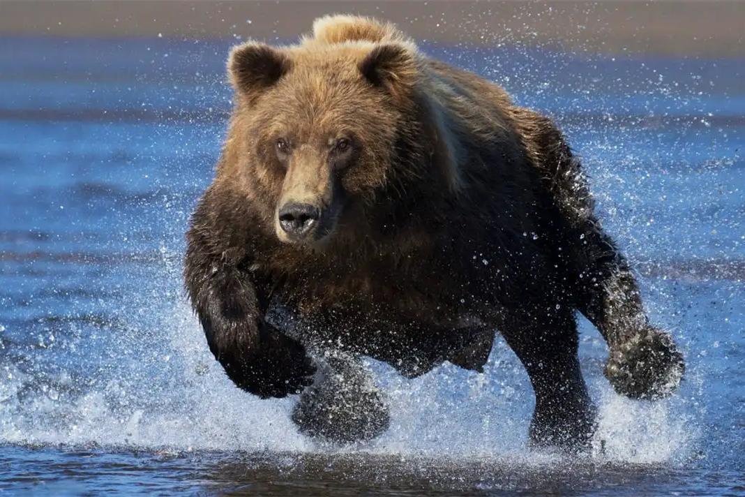 熊的弱点是什么部位,遇到熊装死对什么熊有效