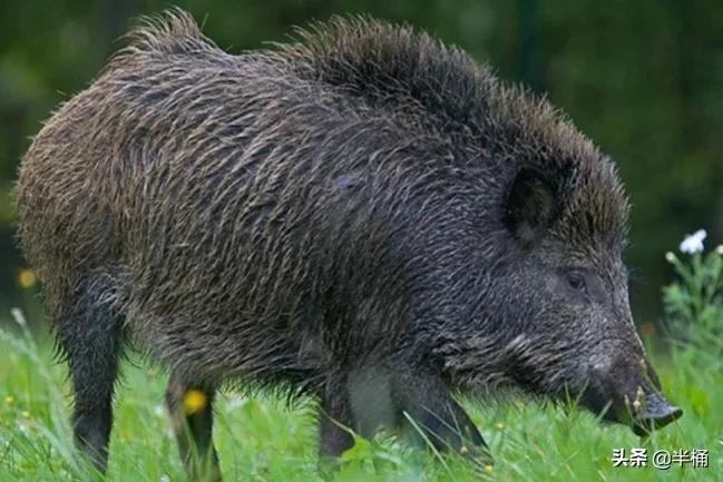 猪为什么是蛇天敌,为什么说猪是蛇的克星