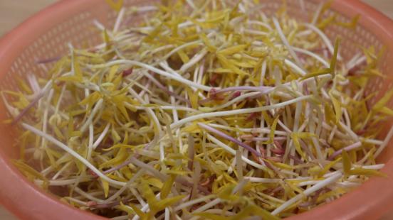 绿豆烫一下能发芽吗,绿豆用开水烫一下