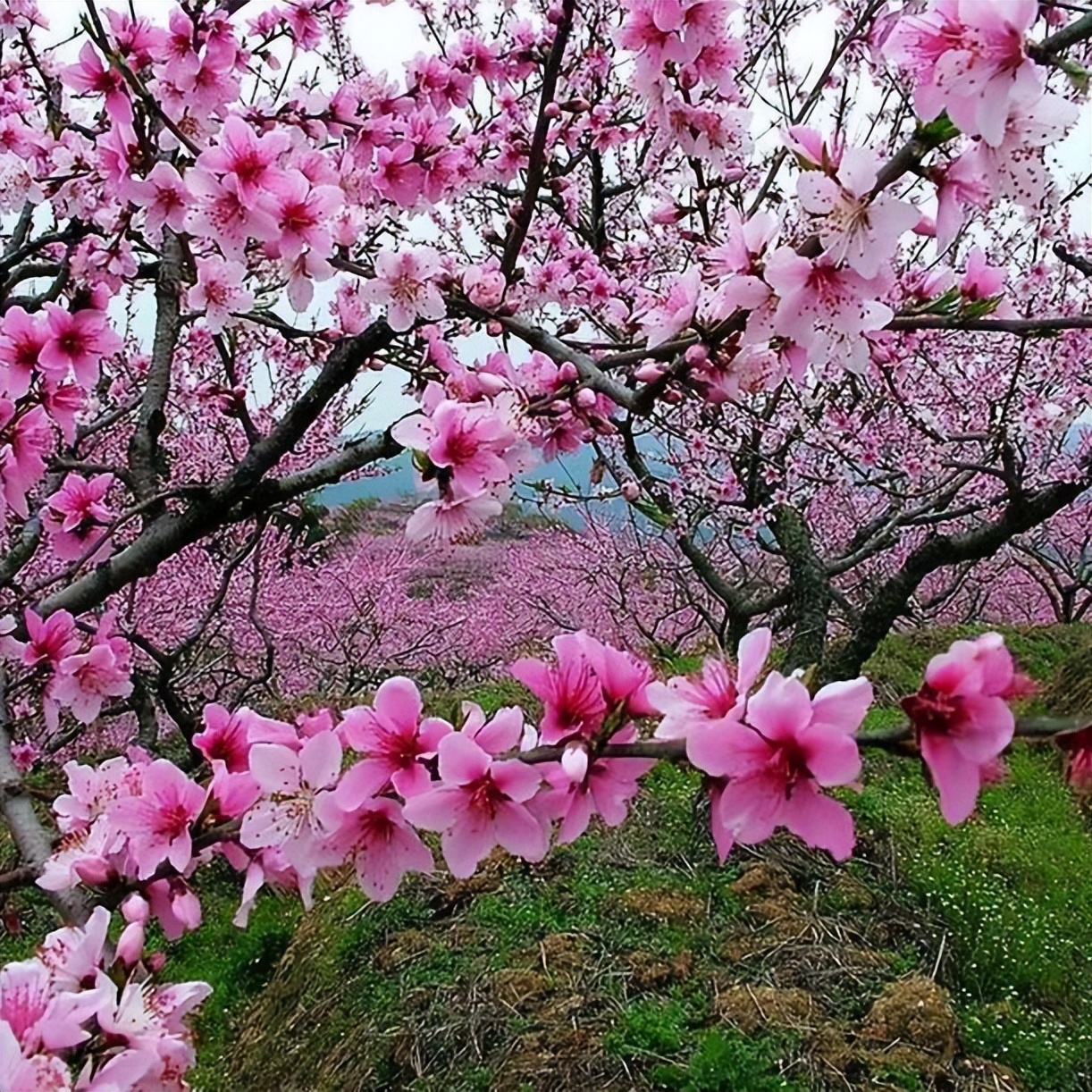 18万人涌入凡客诚品销量,大量用户涌入