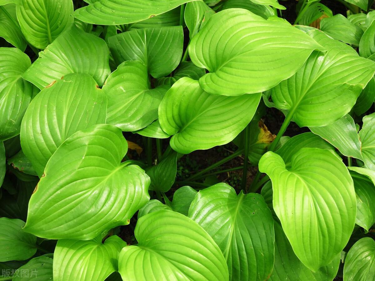 最耐寒耐热的庭院花,室外耐寒耐阴花排行榜