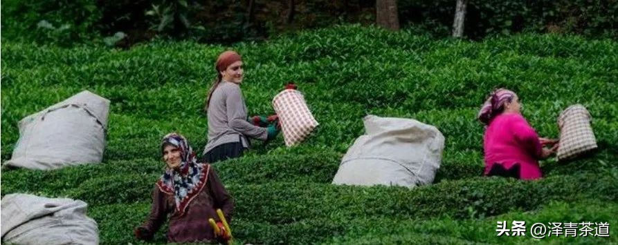 世界十大茶日,国际茶日英文版