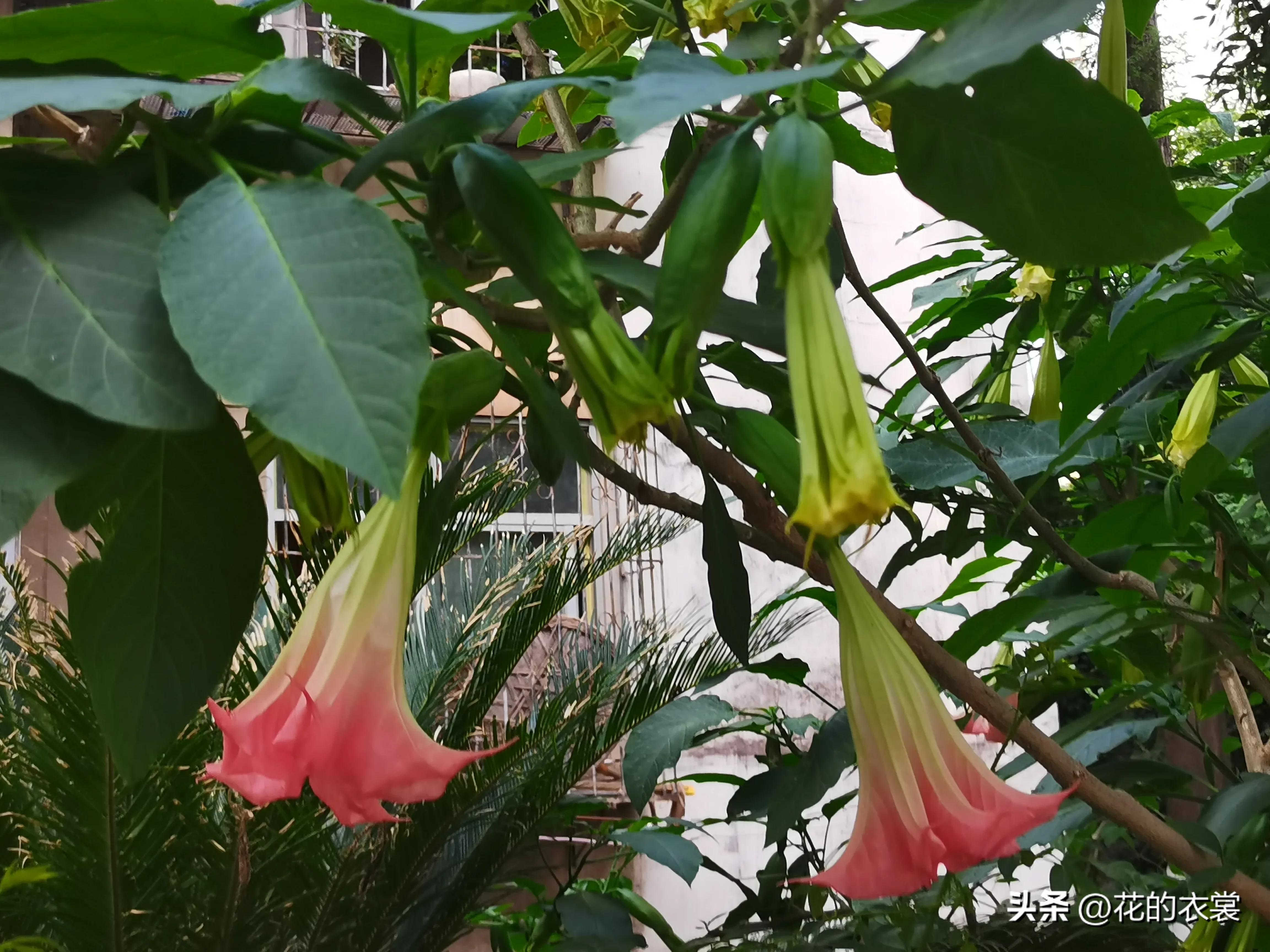 曼陀罗的果实是哪样的,曼陀罗的果子像什么样