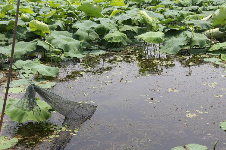 养殖哪个鳖种有前景,中华鳖养殖现状及未来发展