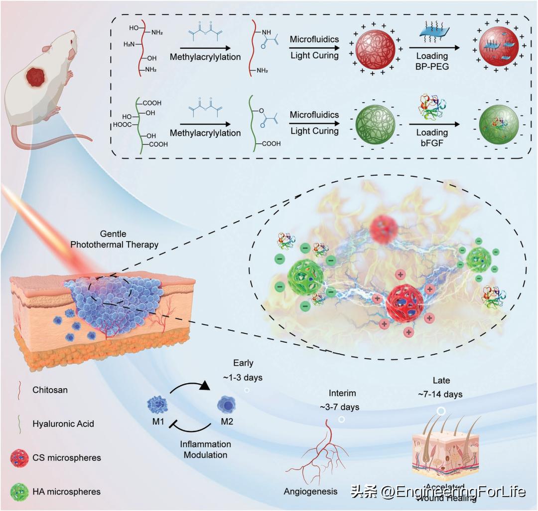 水凝胶微球是什么意思,水凝胶微球