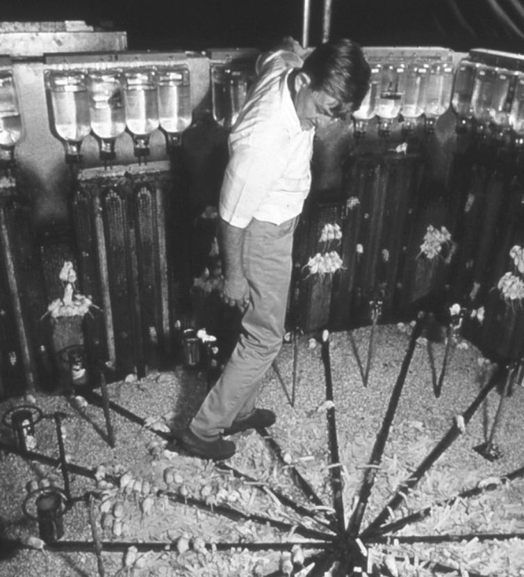 8只白鼠繁衍实验,美国8只老鼠的实验