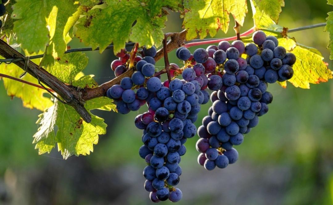 户太八号是嫁接苗吗,户太八号简介