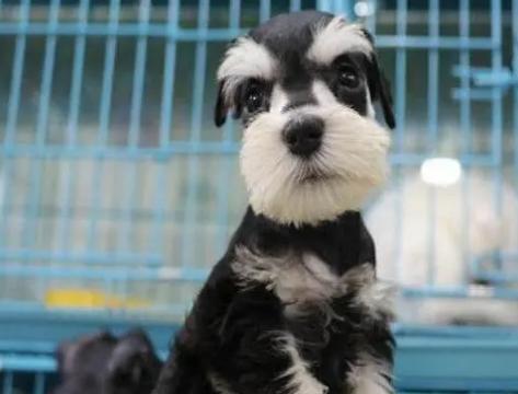 雪纳瑞咬人如何正确的纠正,雪纳瑞看着想咬人怎么办