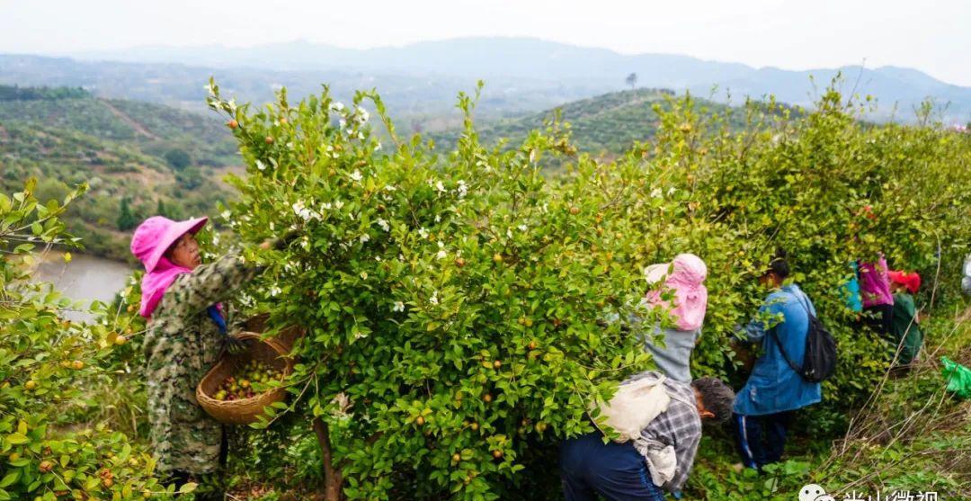 美丽的光山美景,光山县万亩油茶