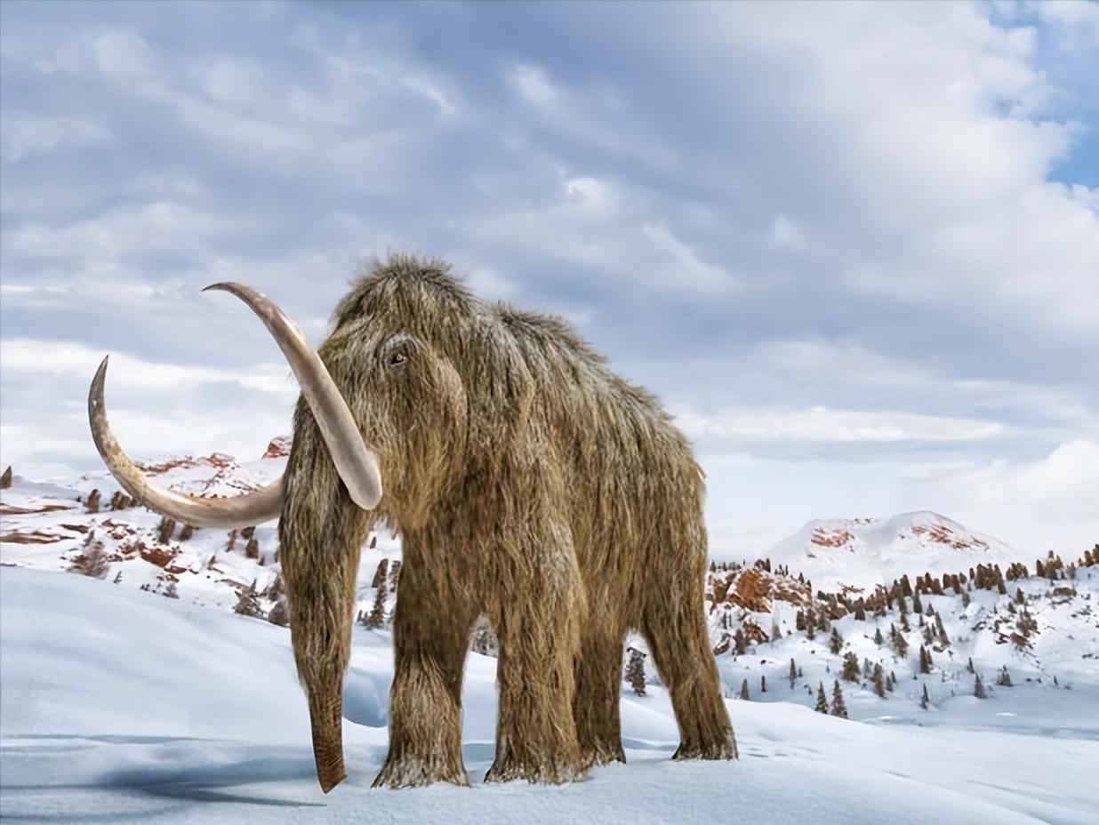 猛犸象基因组打破最古老dna的纪录,猛犸象与非洲象的基因对比