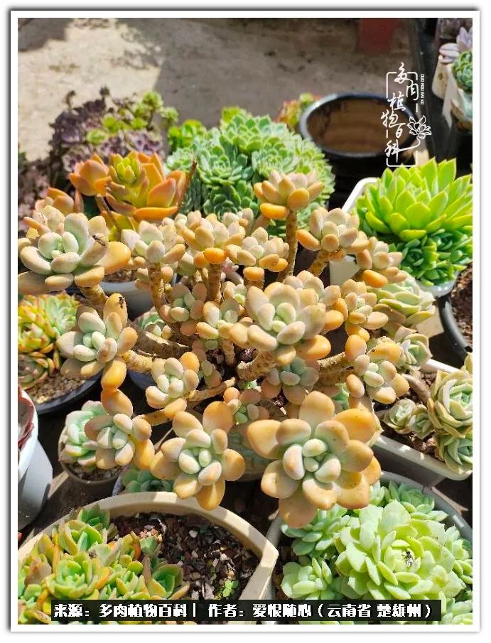 用心种好每一棵多肉,每一棵多肉都是独一无二的