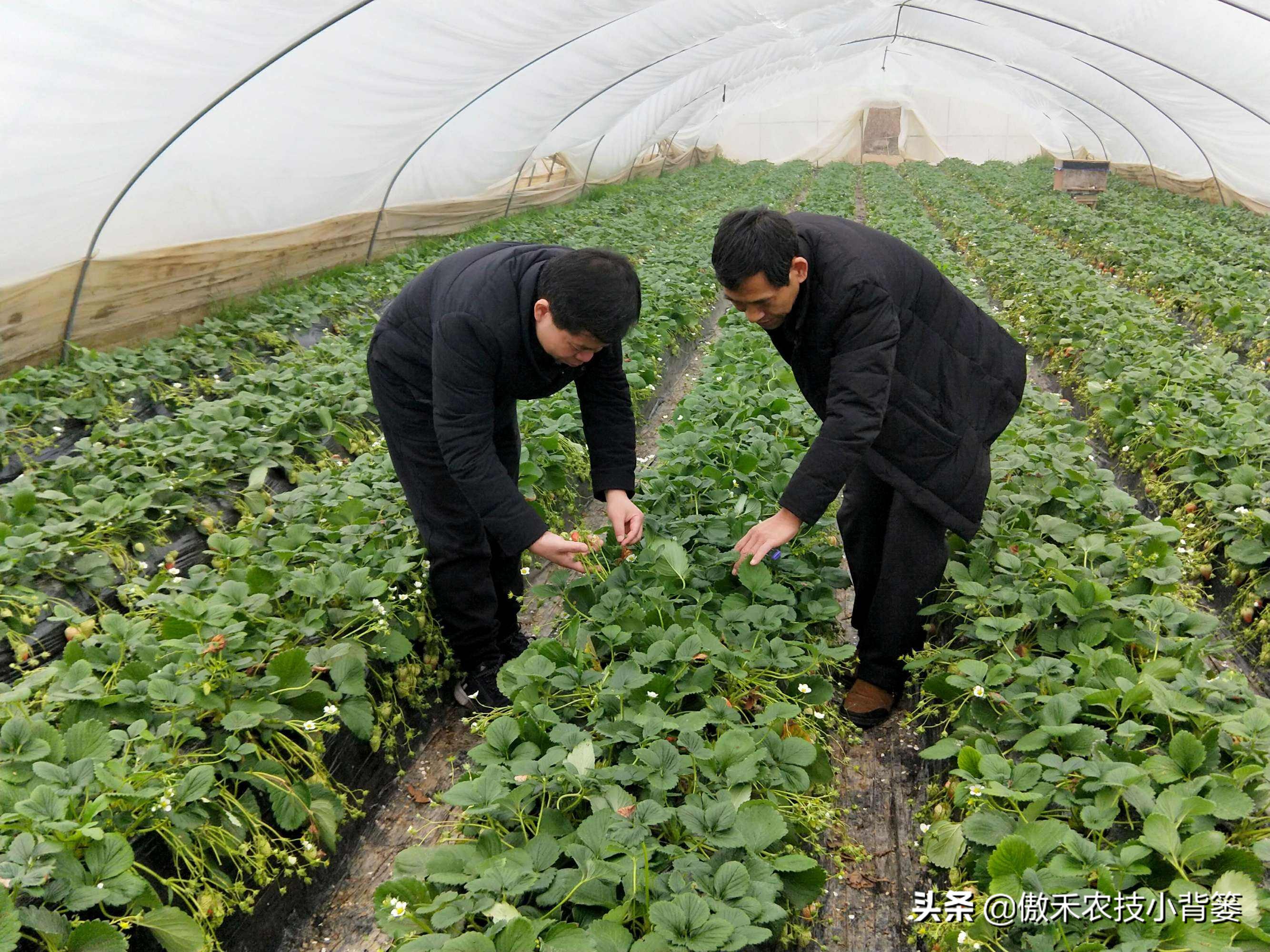 杀虫剂吡虫啉好还是啶虫脒好,杀虫剂吡虫啉的特性及使用方法