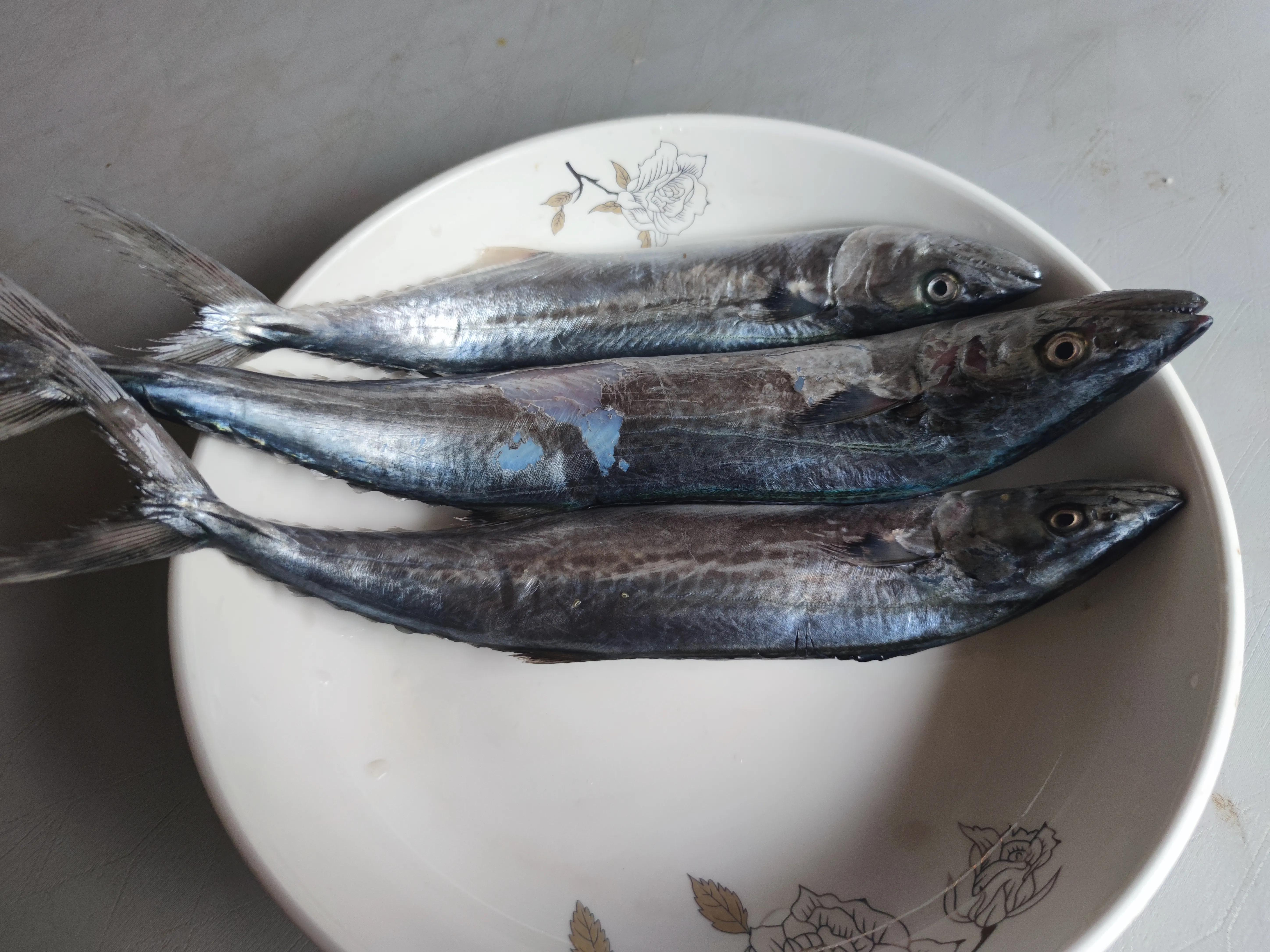 这个季节野生的海鱼有哪些,现在季节吃的海鱼有什么品种