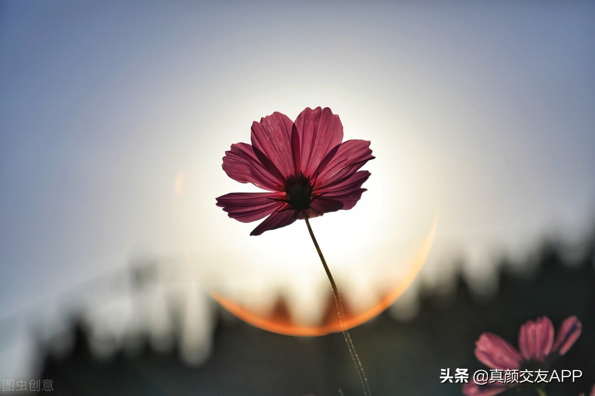 理想的爱情是什么样子,理想中的爱情是什么样子的