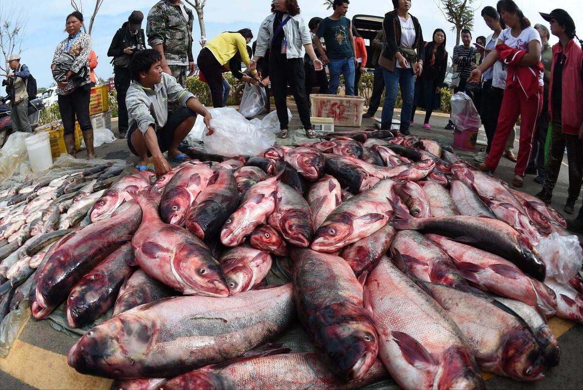 昆明滇池臭湖,滇池到底怎么样了