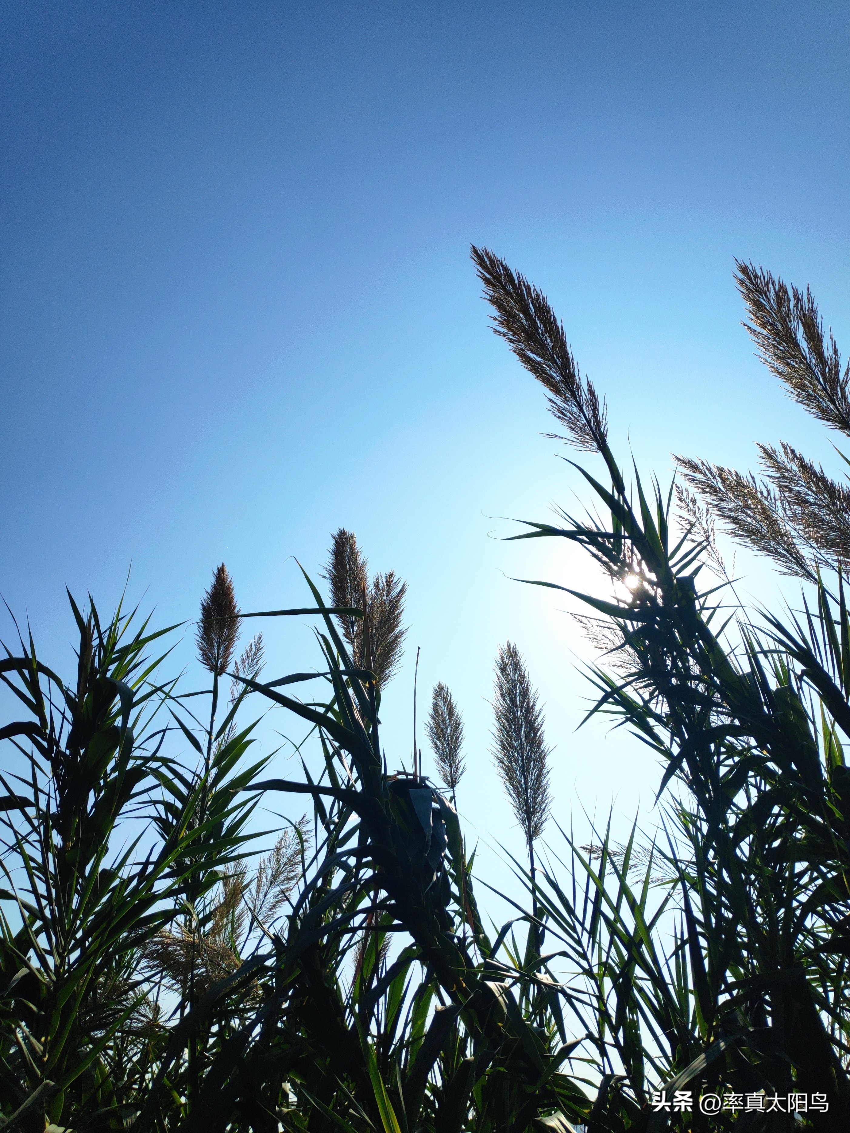 秋水之韵文章,秋水之韵抖音