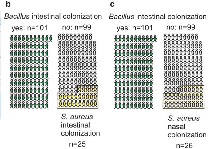 芽孢杆菌被你忽视的益生菌之王,芽孢杆菌抑制有害菌