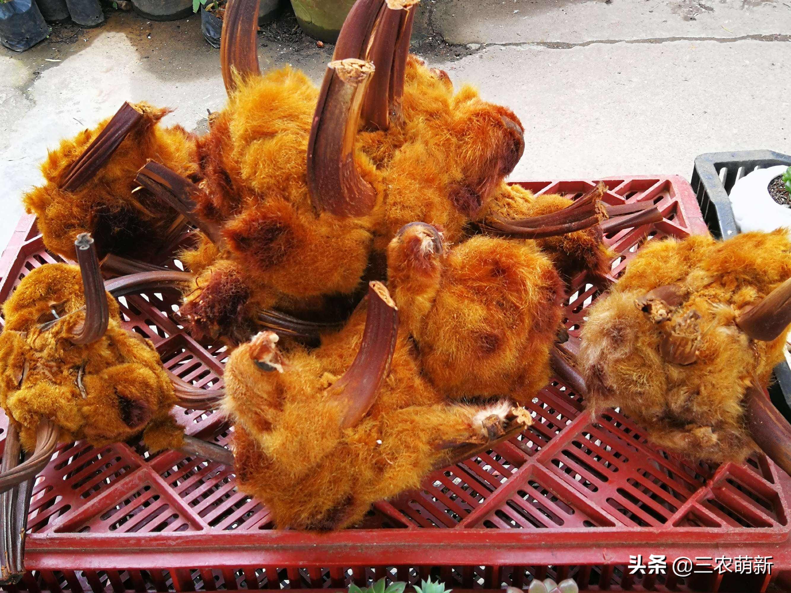 金毛狗狗为啥不建议养,买金毛狗要注意什么