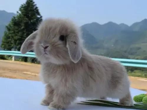 适合当宠物的小兔子,适合家庭当宠物养的四种小兔兔