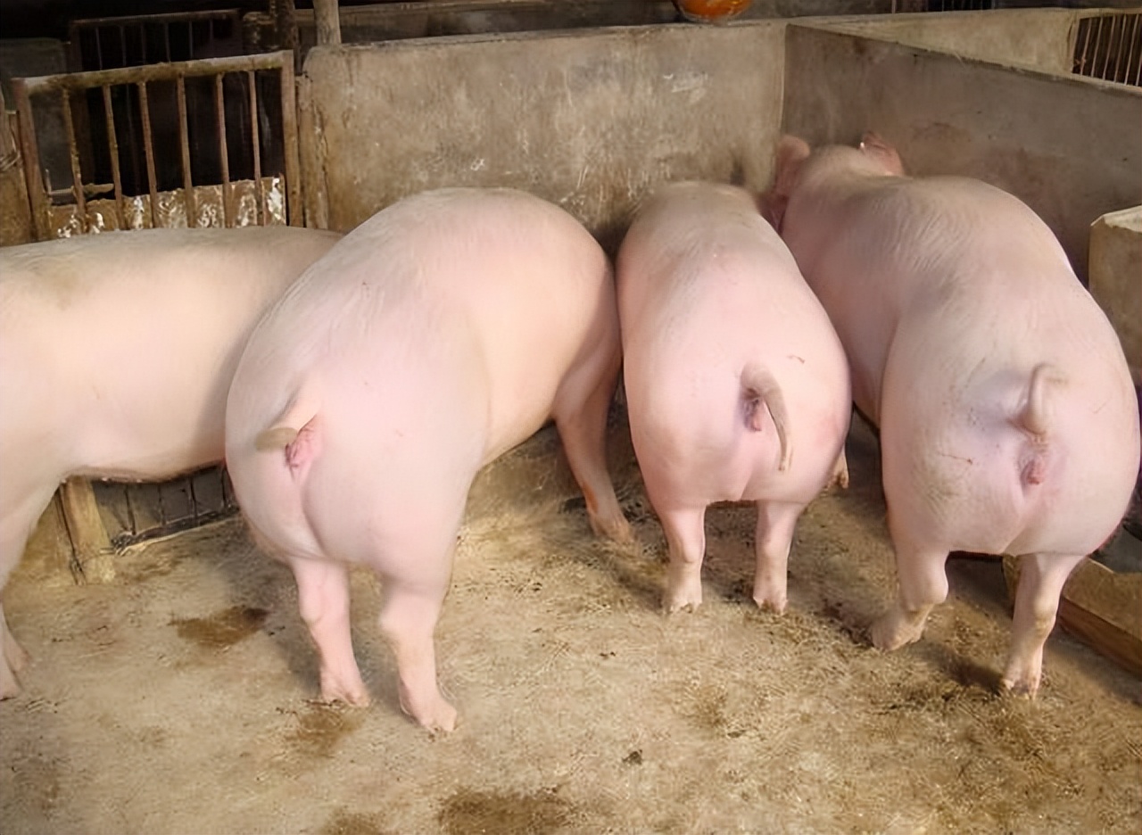 母猪流产后一般要几天才能恢复,后期母猪流产的原因和解决方法