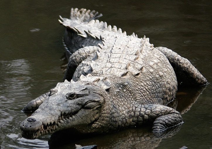 科学家记录鳄鱼首次孤雌生殖,美国雌性鳄鱼